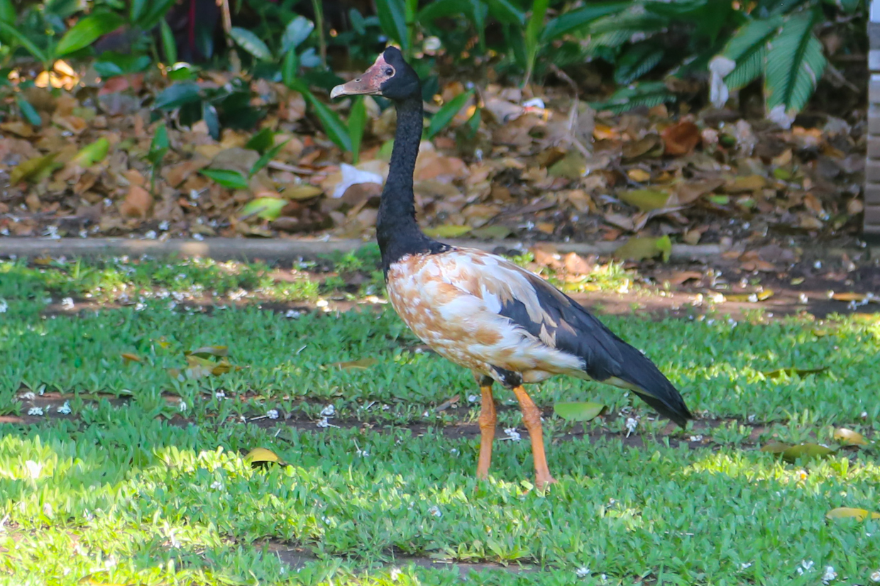 Magpie Goose