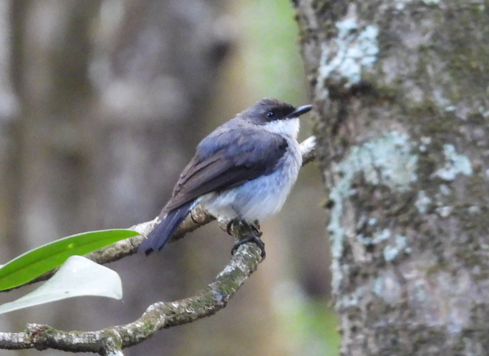 Mangrove Robin