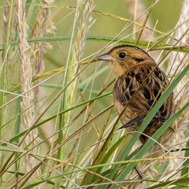 Nelson's Sparrow