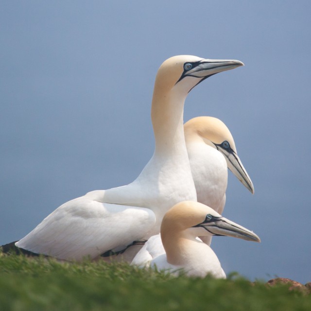 Northern Gannet pairs on Bonaventure Island near to Perce, Quebec, Gaspe, Canada.