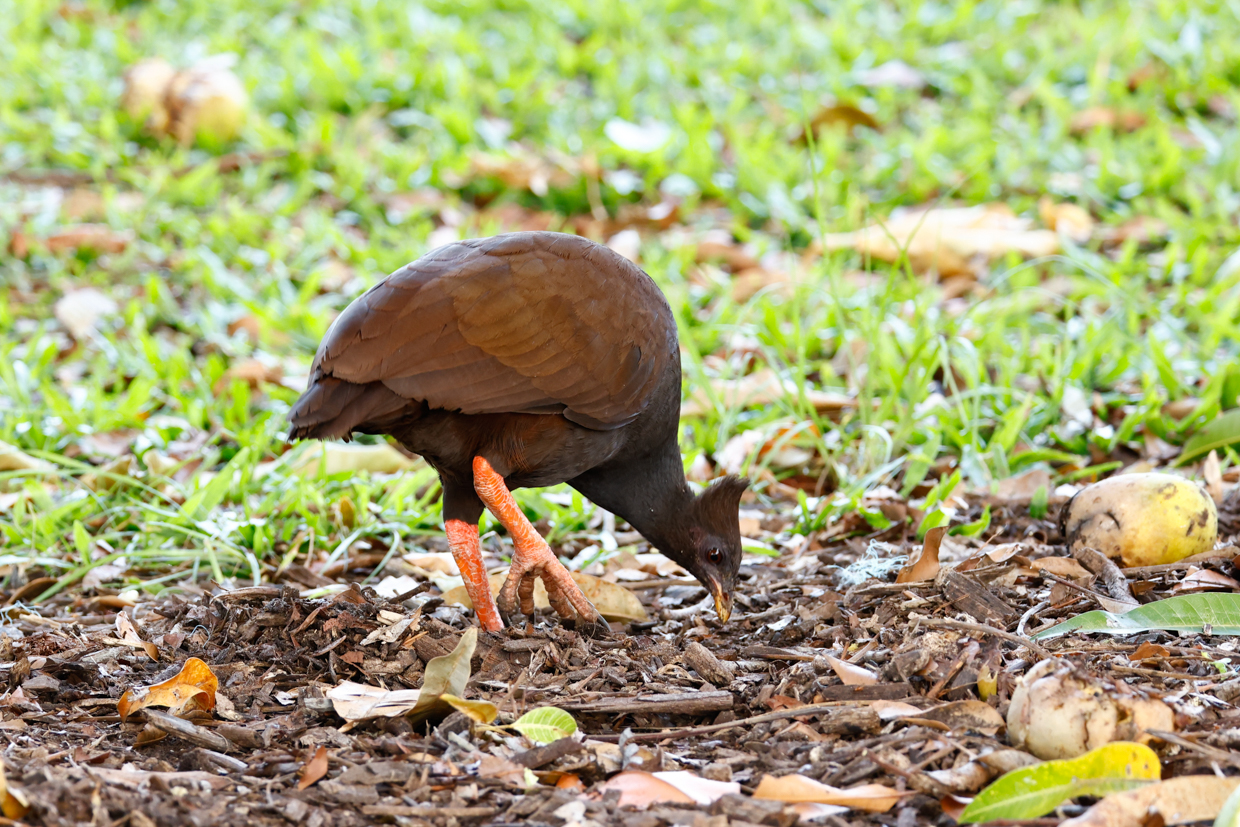 Orange-footed Megapode