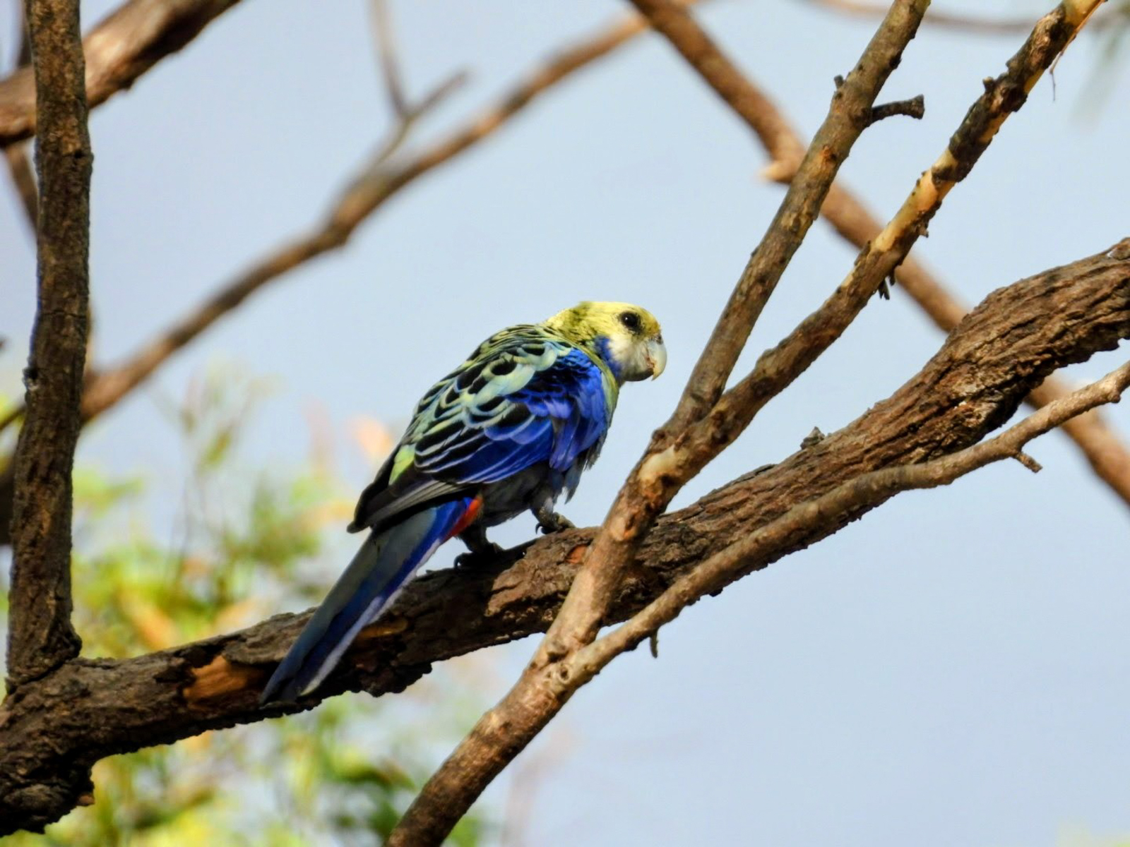 Pale-headed Rosella