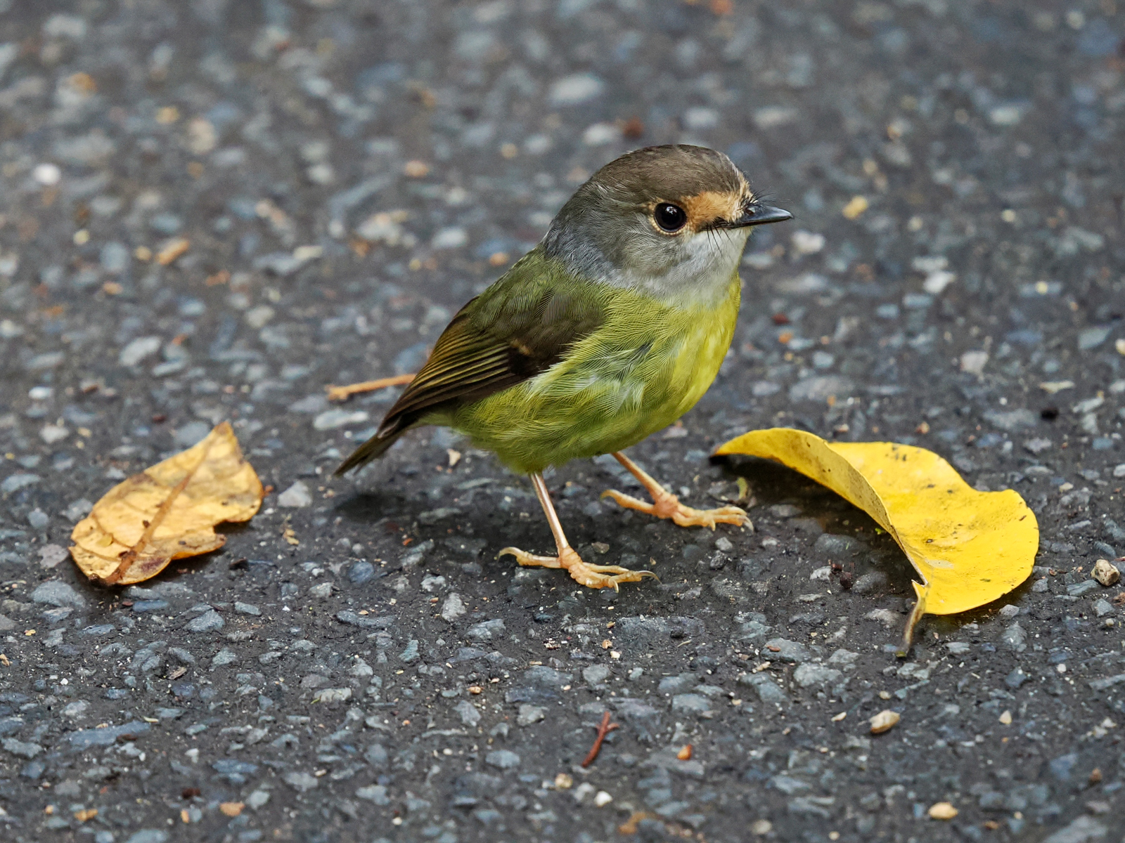 Pale-yellow Robin