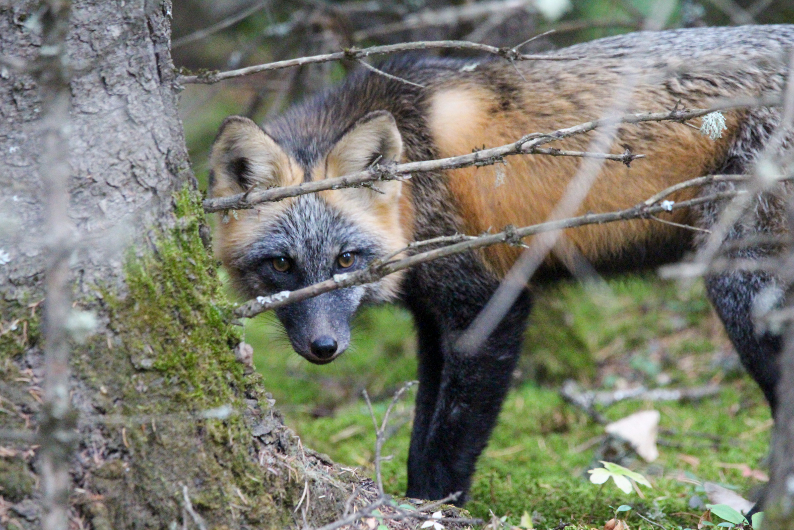 Cross Fox
