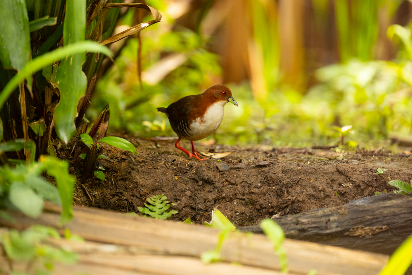 Red-and-white Crake