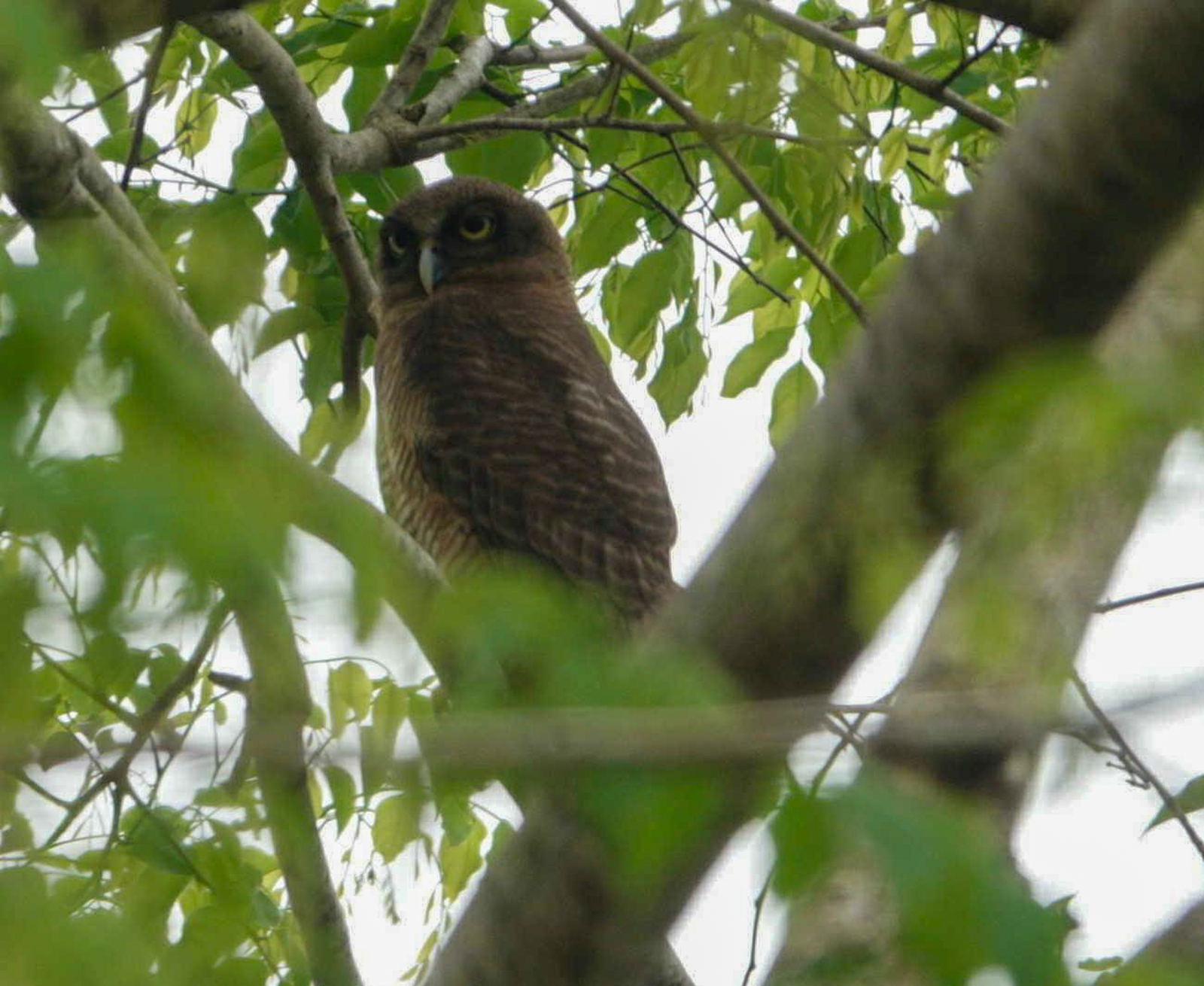 Rufous Owl