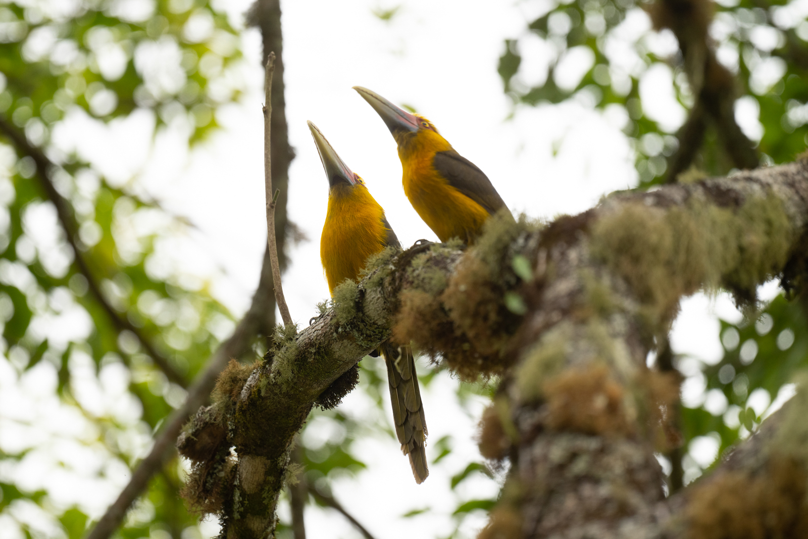 Saffron Toucanets