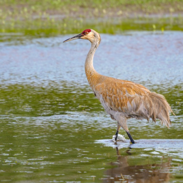 Sandhill Crane