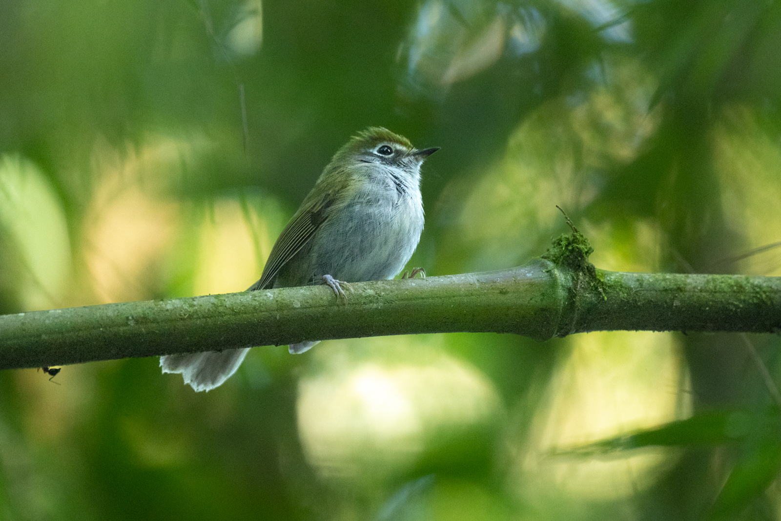 Sao Paulo Bristle-Tyrant