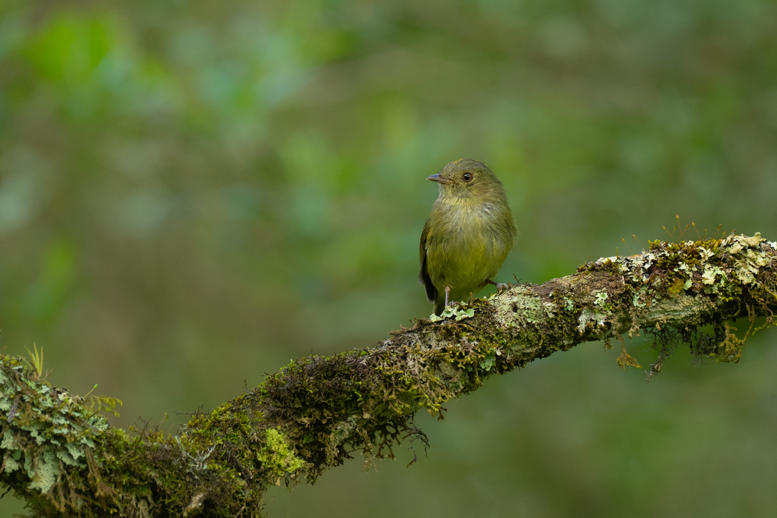 Serra Do Mar Tyrant-Manakin