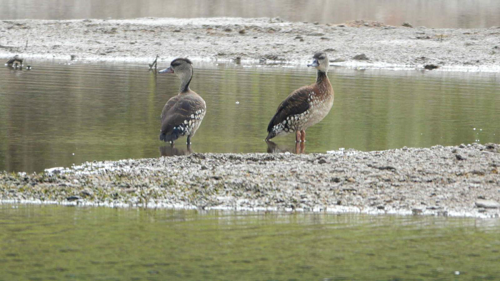 Spotted Whistling-Duck