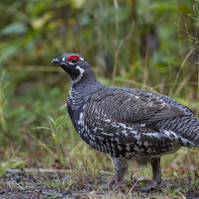 Spruce Grouse