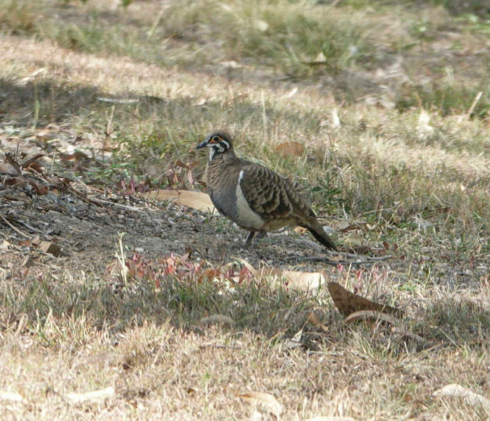 Squatter Pigeon