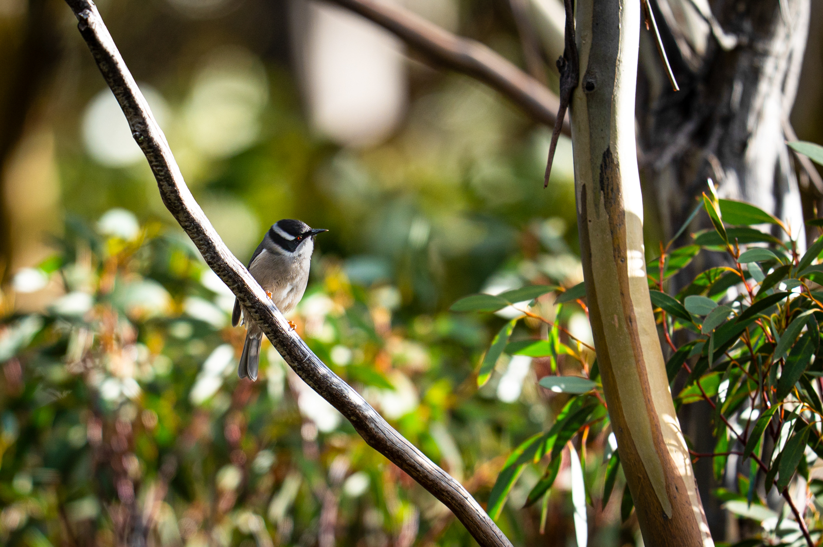 Strong-billed Honeyeater