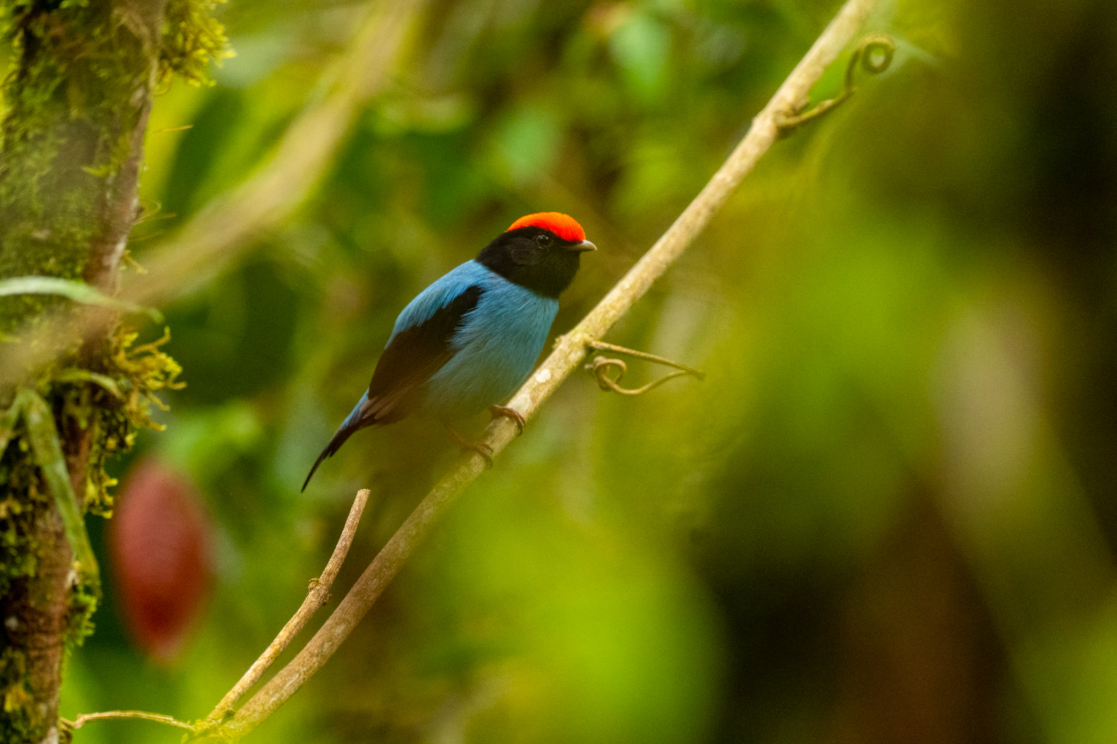 Swallow-tailed Manakin