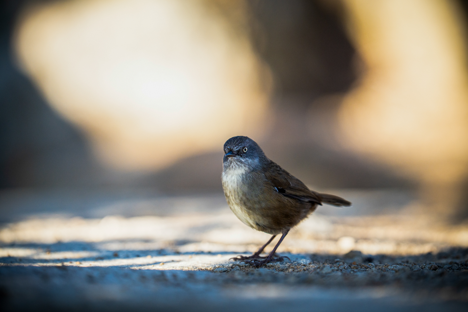 Tasmanian Scrubwren