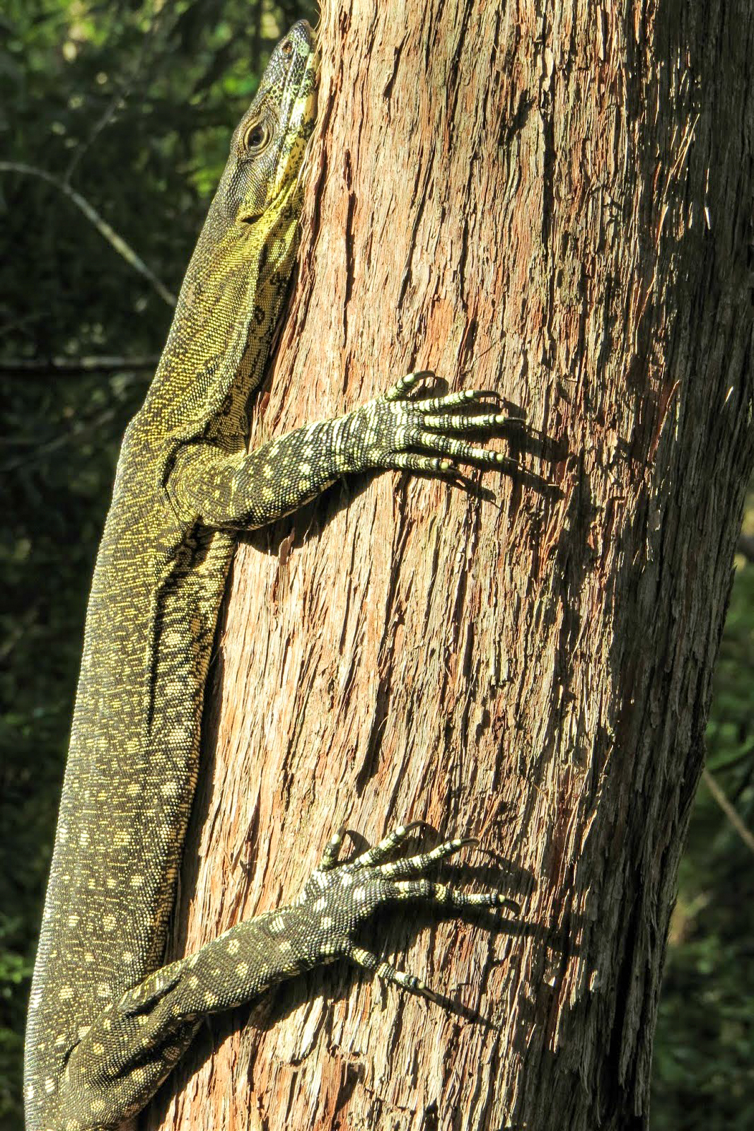 Tree Goanna