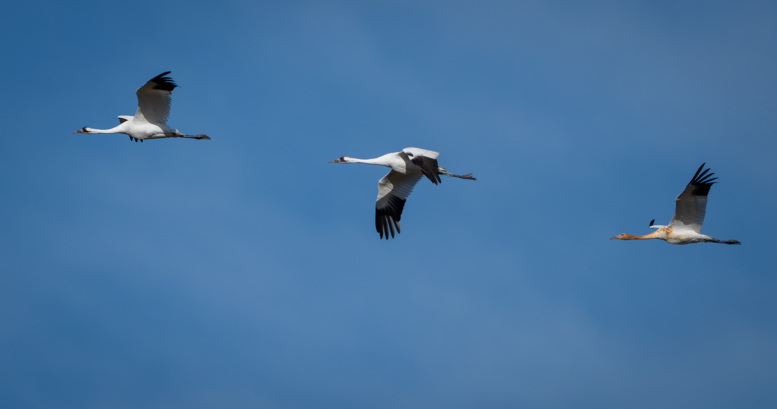 Whooping Cranes in flight
