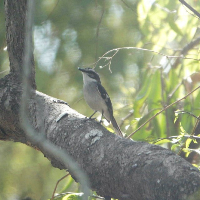 White-browed Robin