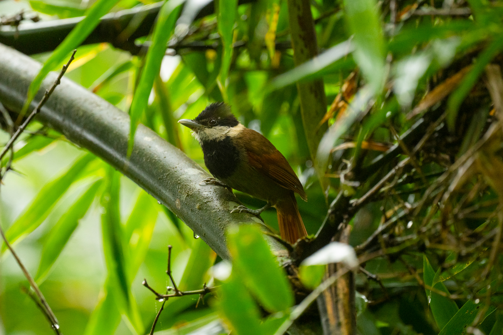 White-bearded Antshrike
