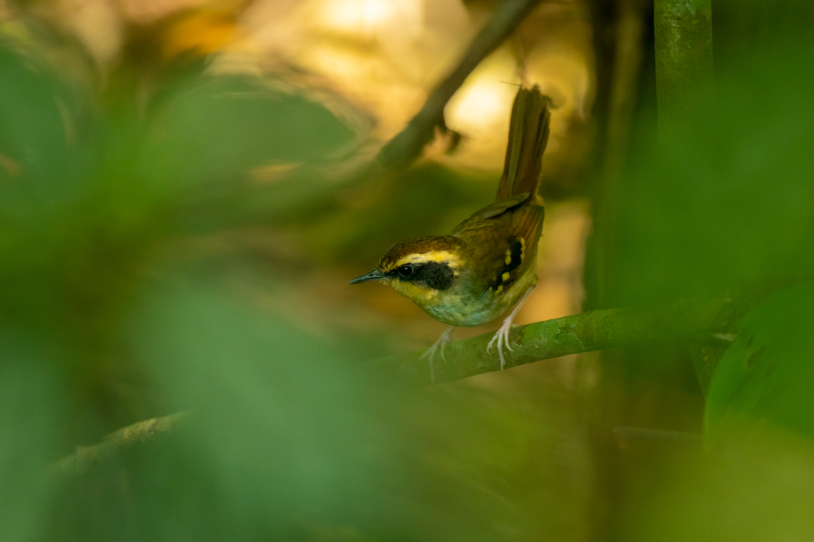White-bellied Antbird