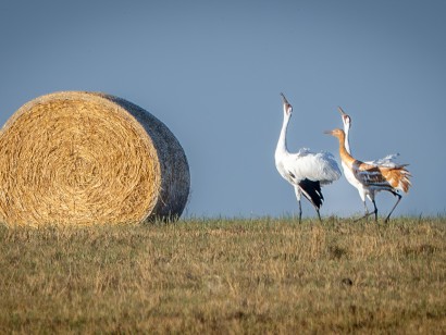 Saskatchewan Cranes & Geese