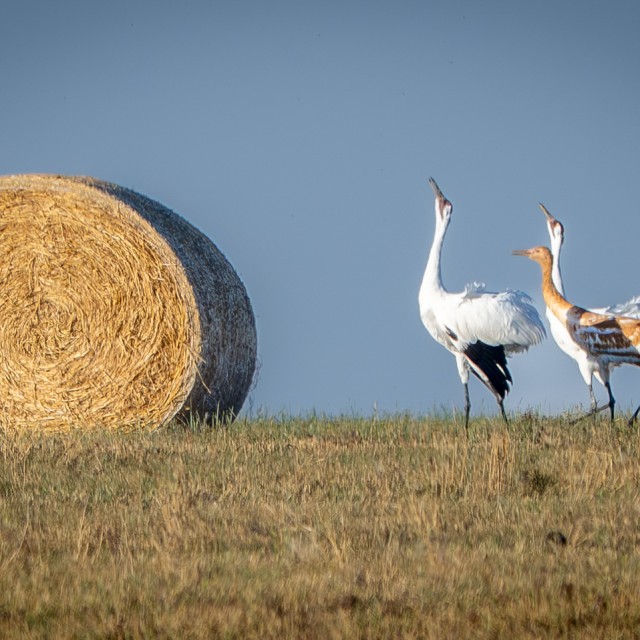 Whooping Cranes in field