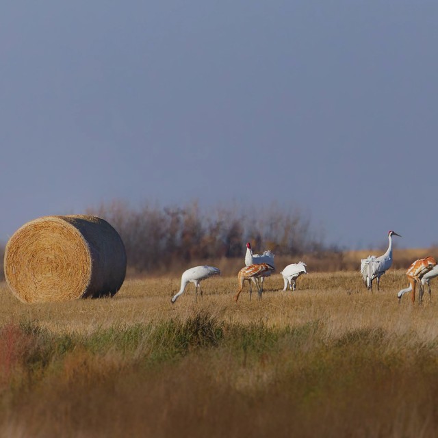 Whooping Cranes