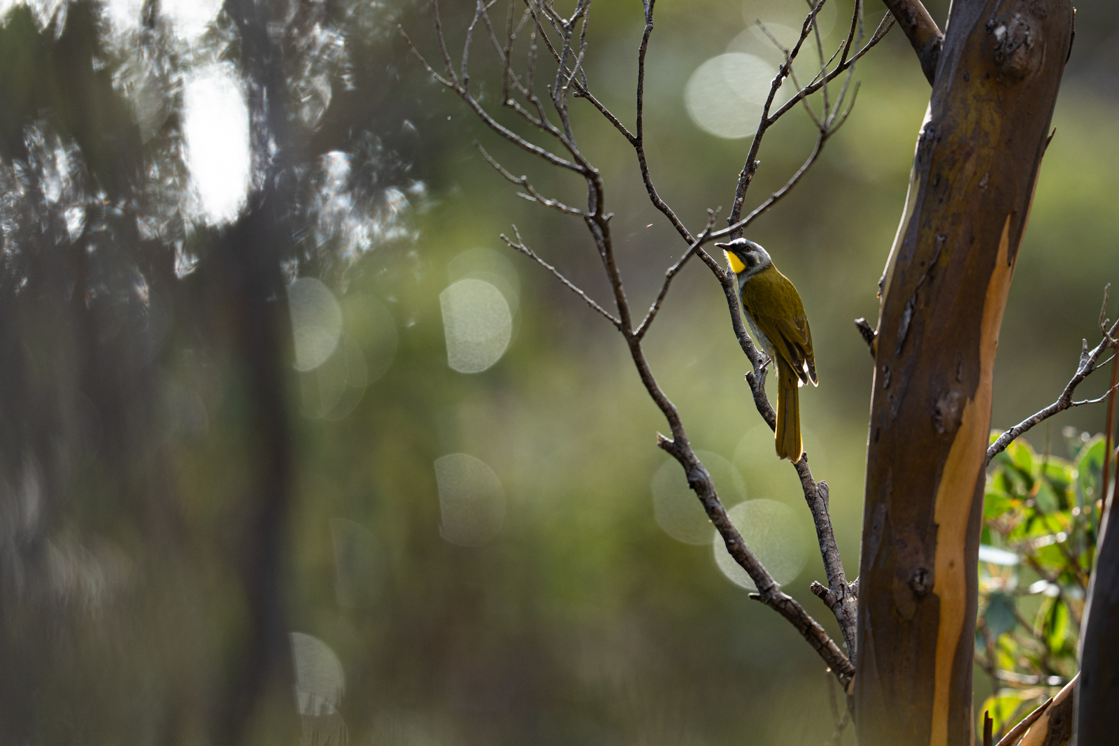 Yellow-throated Honeyeater