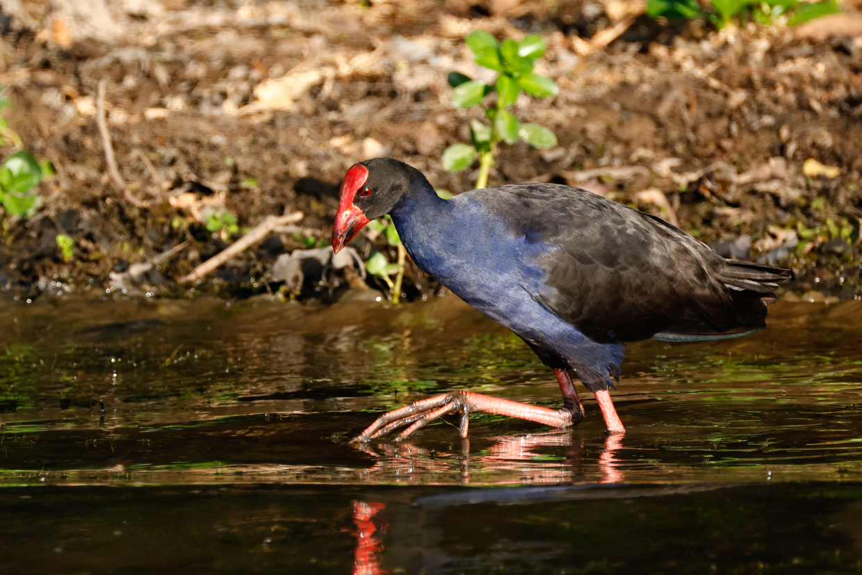 Australasian Swamphen