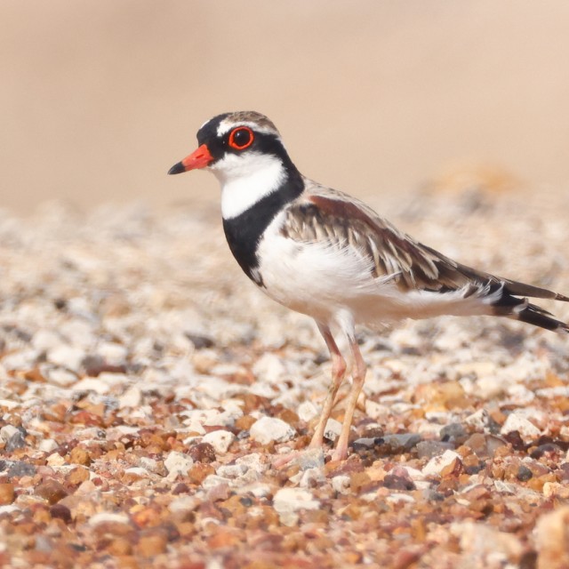 Black-fronted Dotterel