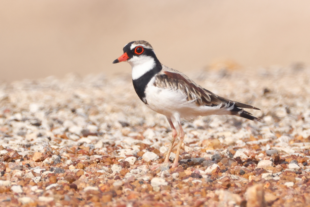 Black-fronted Dotterel