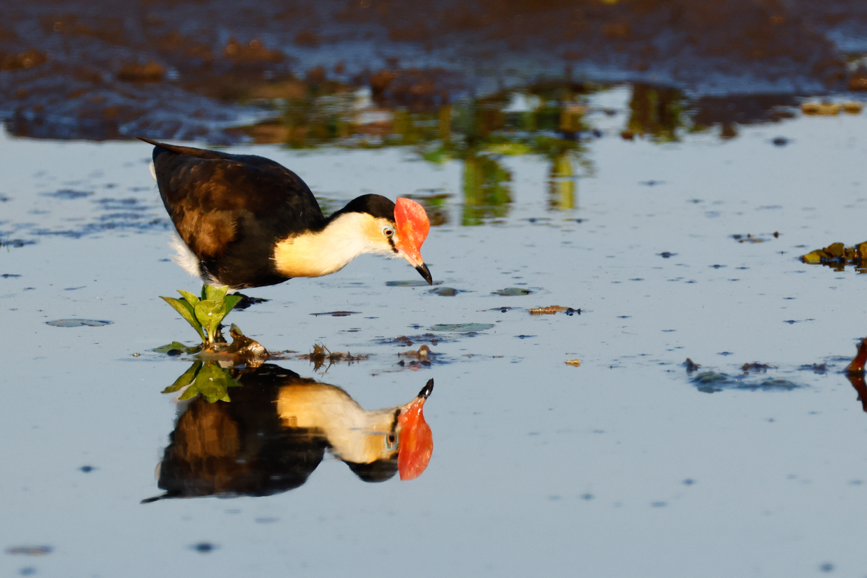 Comb-crested Jacana