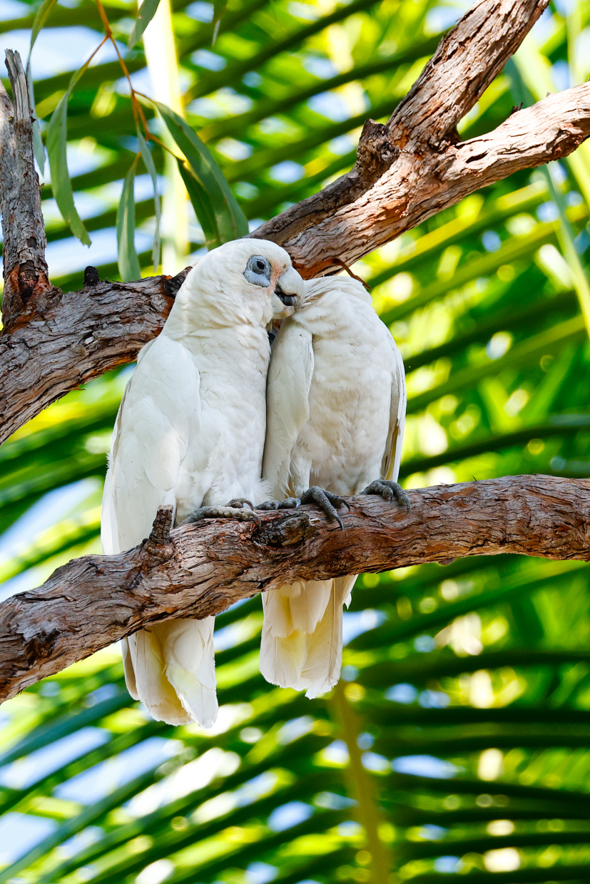 Corella
