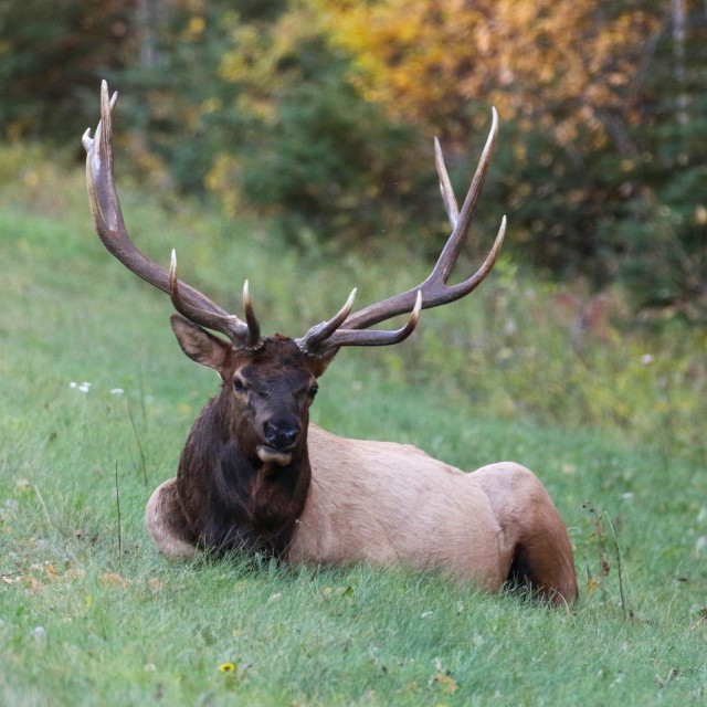 Elk