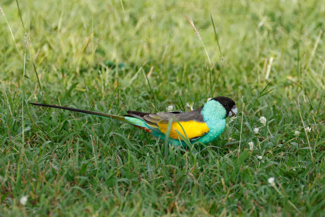 Hoooded Parrot