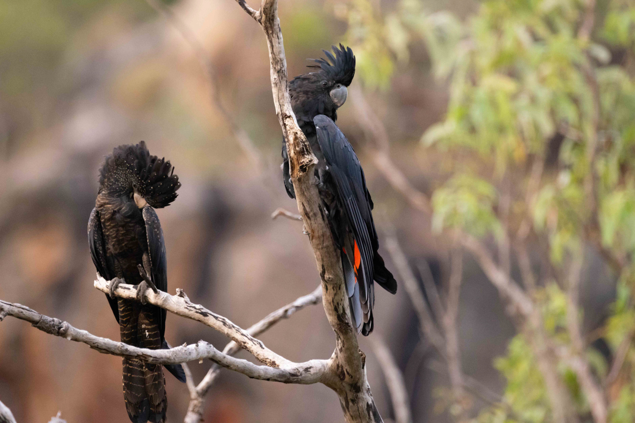 Red-tailed Black-Cockatoo