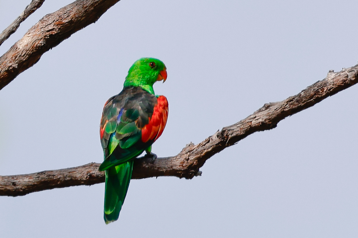 Red-winged Parrot