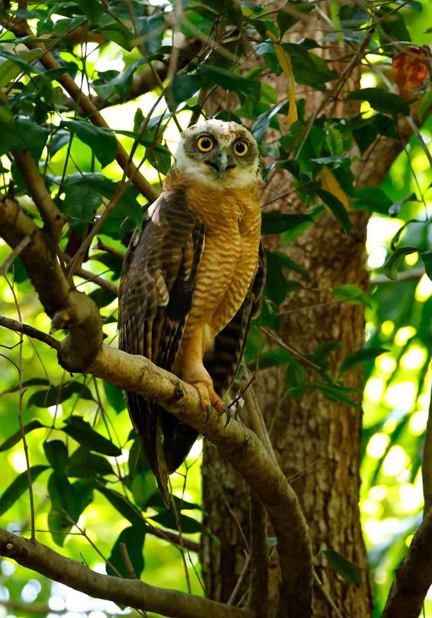 Rufous Owl