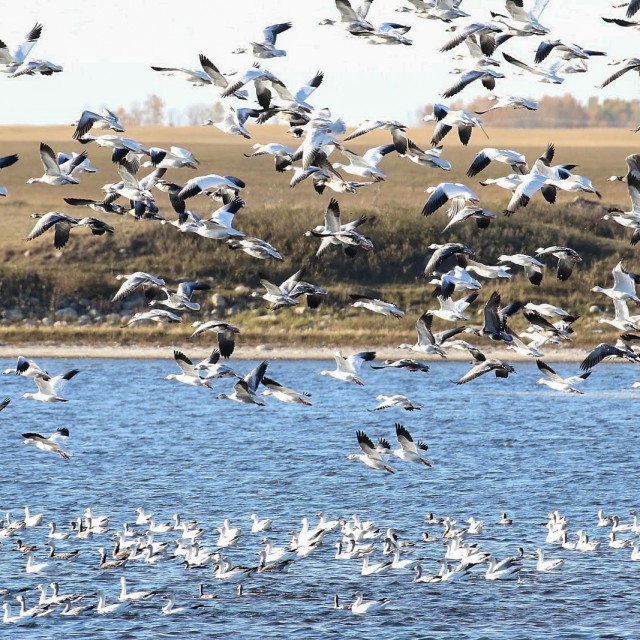 Snow Geese