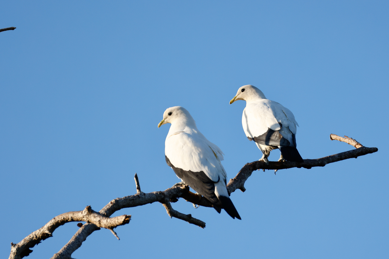 Torresian Imperial Pigeon