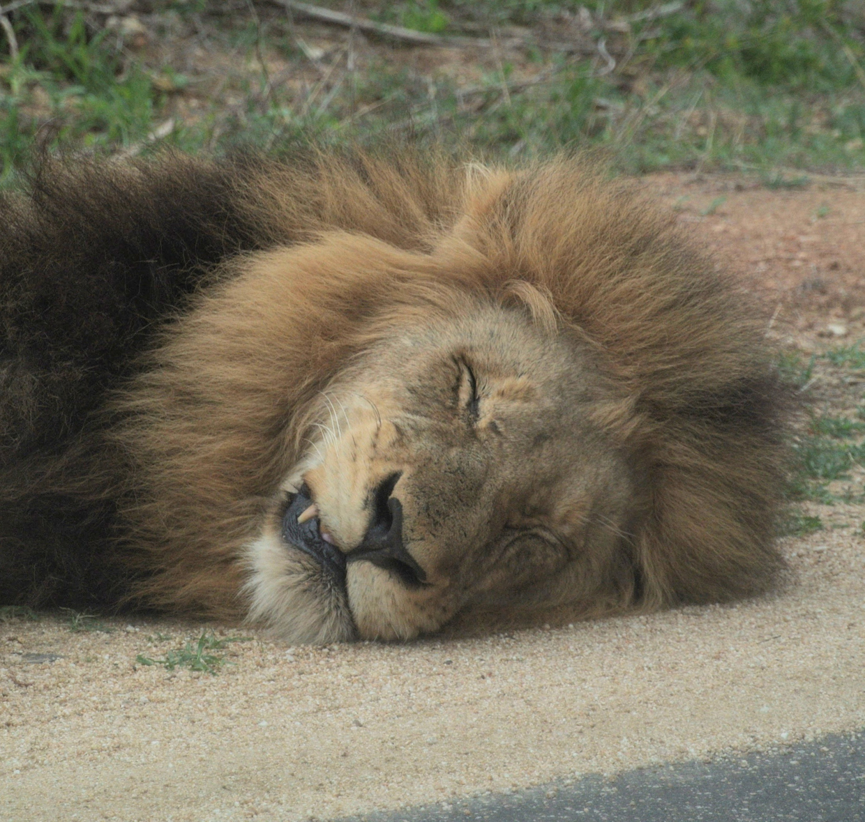 Lion