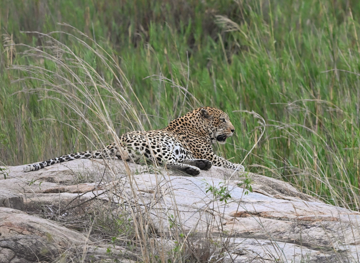 Leopard