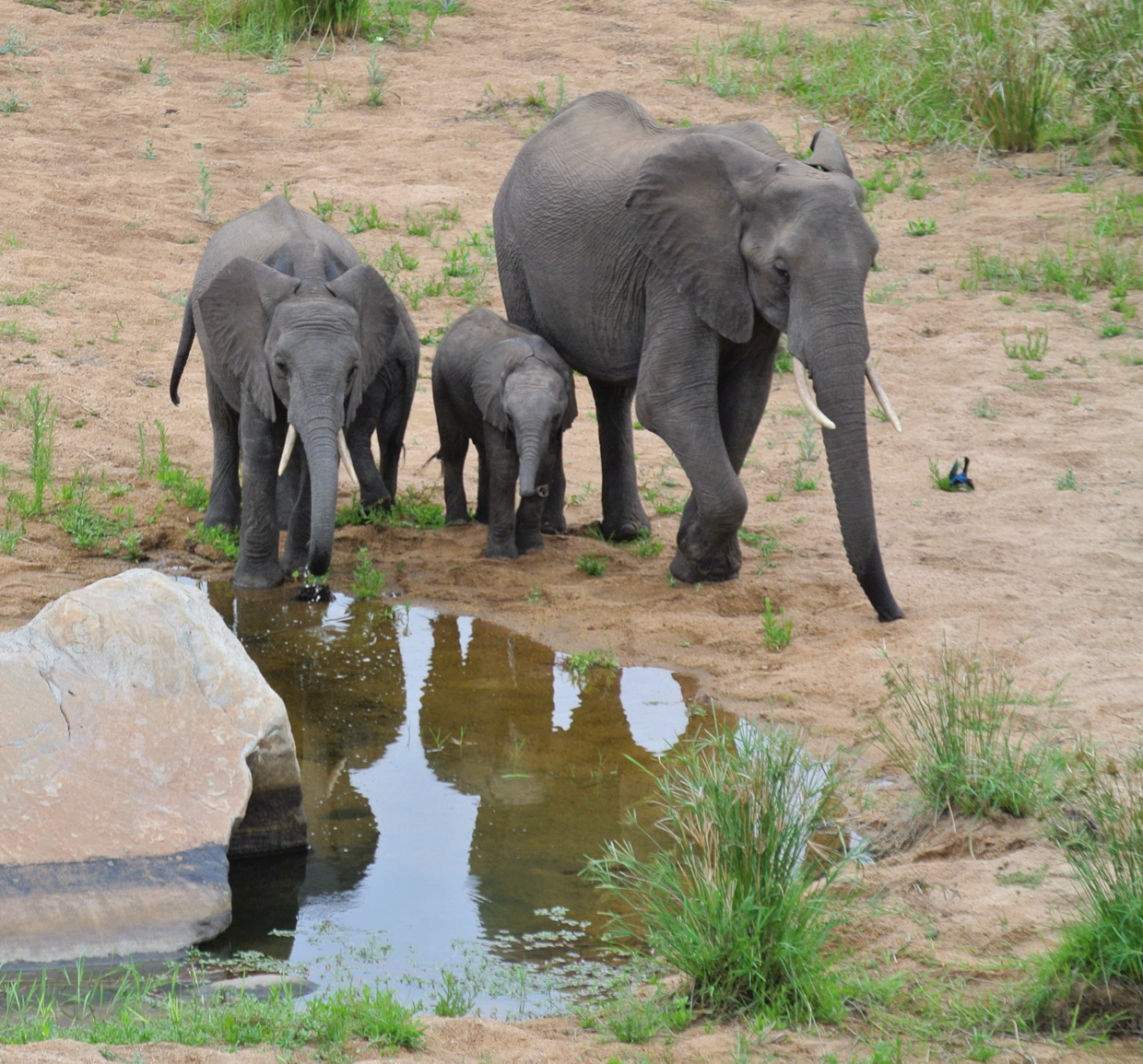 Savanna Elephants