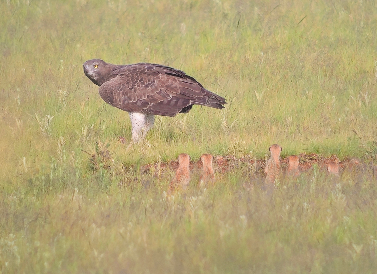 Martial Eagle and Meerkats