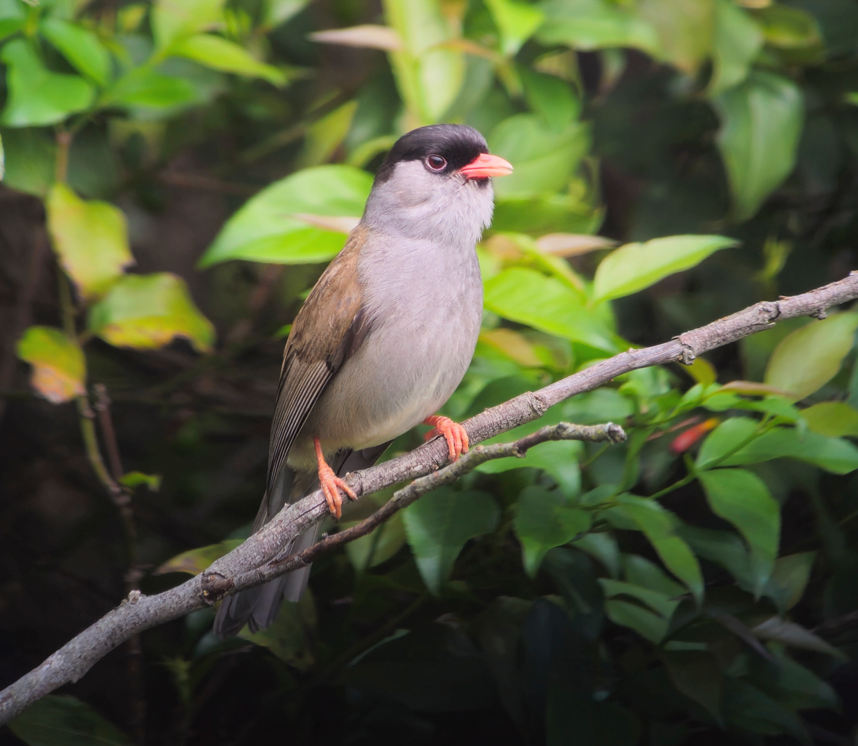 Bush Blackcap