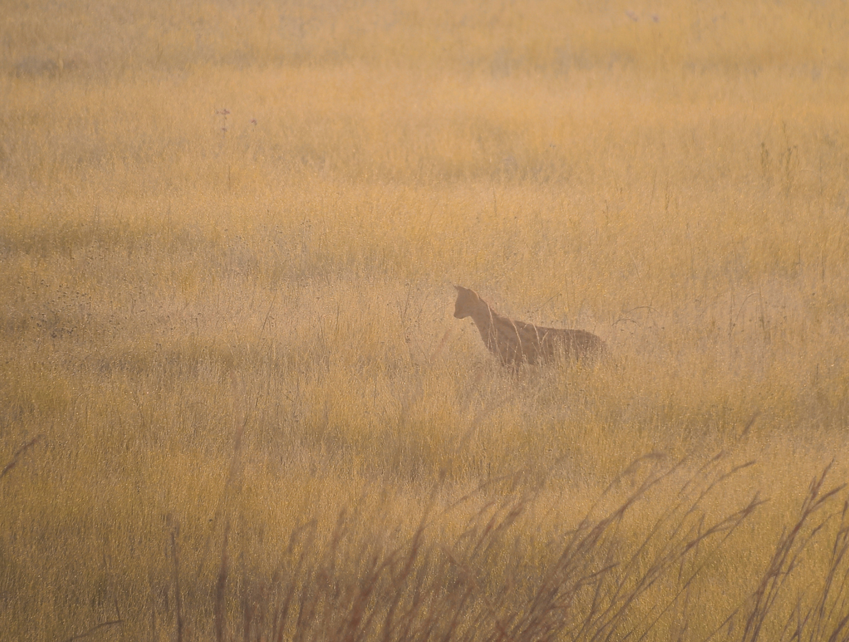 Serval