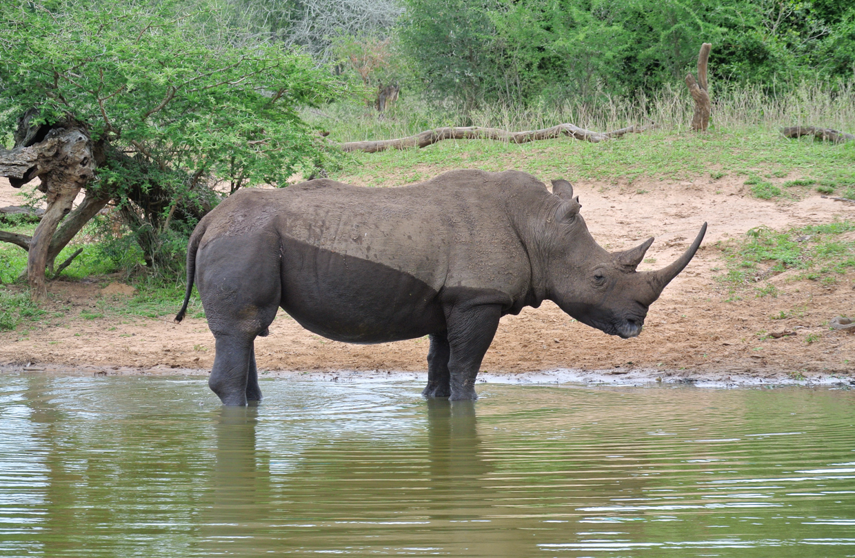 White Rhino