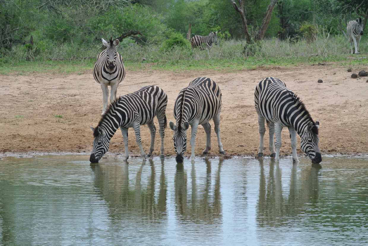 Plains Zebras