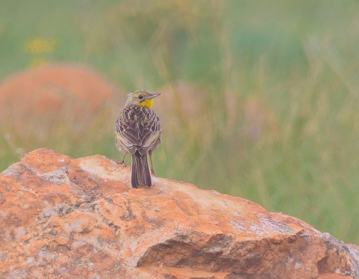 Yellow-breasted Pipit